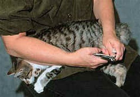 Humane Alternatives To Declawing Cats The Art Of Nail Trimming