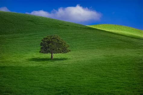 Tree On A Hill By Mike Rose On 500px