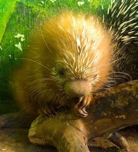 Prickly New Baby Arrives At Stone Zoo Zooborns