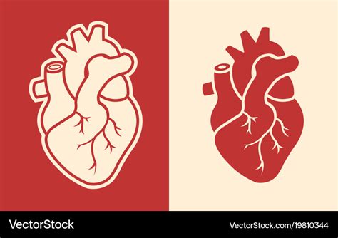 Human Heart Vector