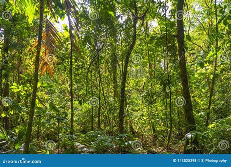 Paesaggio Della Foresta Pluviale Di Amazon Ecuador Fotografia Stock
