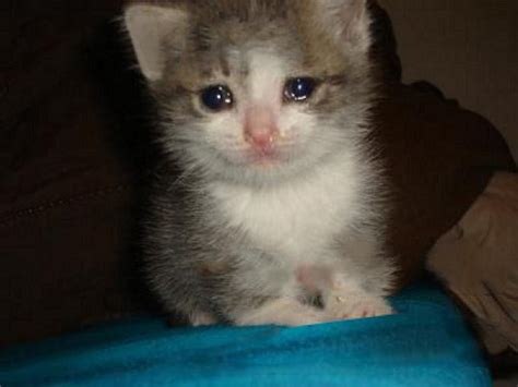The Original Picture Crying Cat Know Your Meme