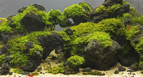 Aquascape with driftwood and rocks aquarium ideas betta aquarium. 10-Kg-Black-Lava-Rock-Natural-Aquarium-Decorationtropical ...