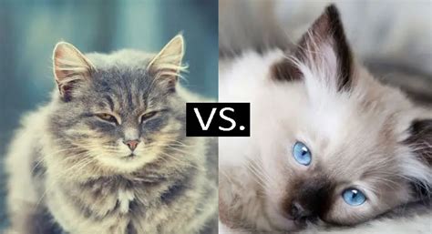 Siberian Cats Vs Ragdoll Cats Which One Is Right For You