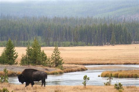 How Not To Approach Wildlife In Yellowstone National Park Jstor Daily