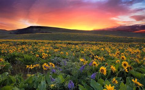 Beautiful Sunset Over The Sunflowers Wallpaper Nature Wallpapers 42341