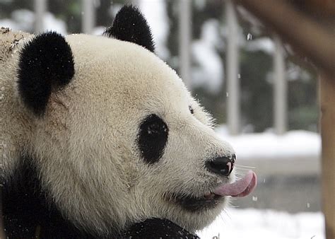 We need your consent to load this youtube content we use youtube to manage extra content that can set cookies on your device and collect data about. Why Pandas Eat So Much Bamboo: They Can Bear-ly Digest It