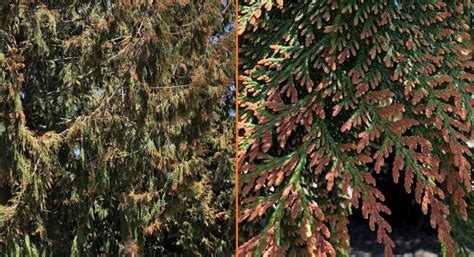 Knowing Your Cedar Pests