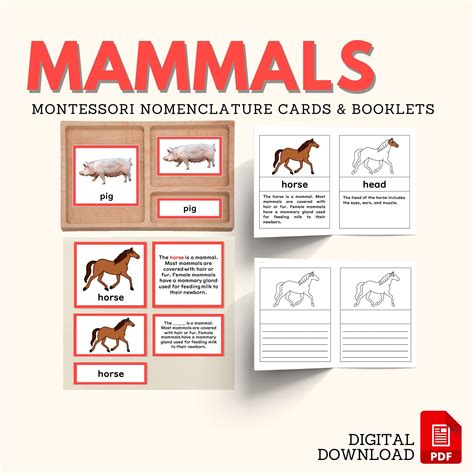 Mammals Zoology Unit Study Parts Of Horse Montessori Nomenclature 5