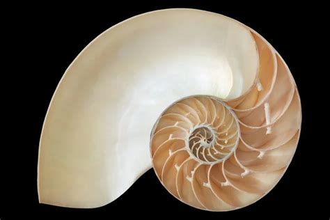 Nautilus Shell Symmetry Fibonacci Half Cross Section Spiral Golden