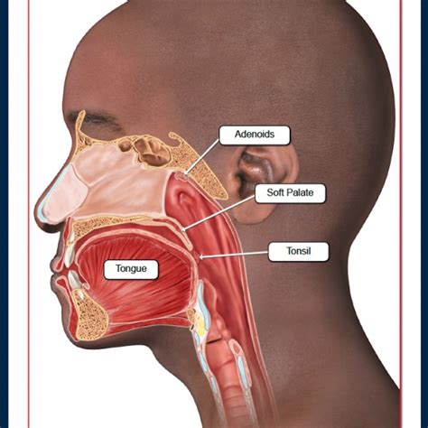 Anatomy Of The Mouth And Throat Trialexhibits Inc