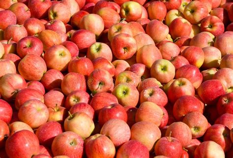 New Crop Of Red Gala Apples Stock Photo Image Of Vegetarian Harvest