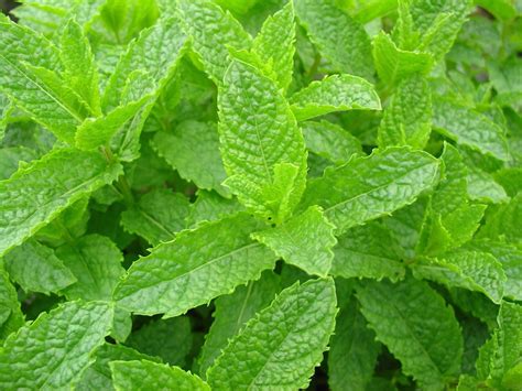 Spearmint Tea And Essential Oil Benefits And Side Effects