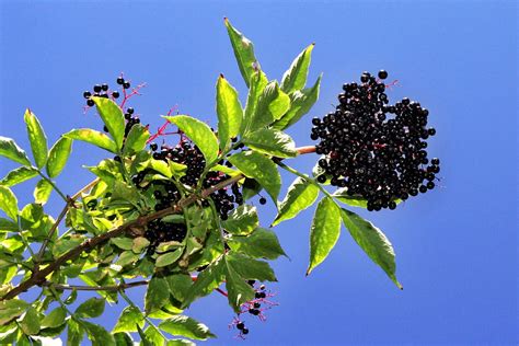 Black Elderberry Sambucus Canadensis Deciduous Shrubs Cold Stream