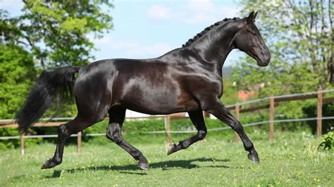 Dutch Warmblood Horse Facts And Information Breed Profile