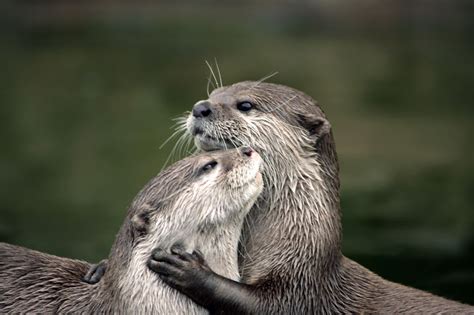 10 Animal Couples That Prove Love Exists In The Animal Kingdom Too