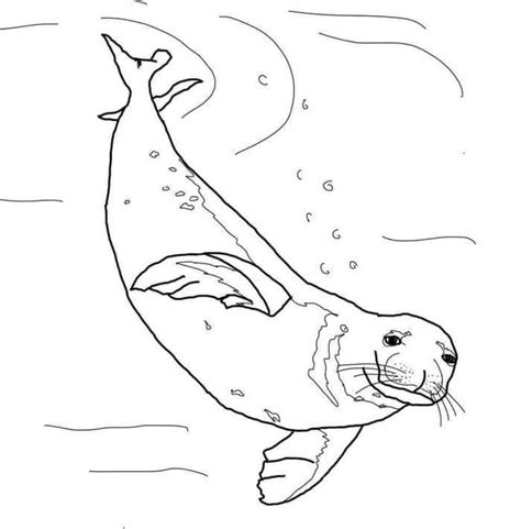 Monk Seal Coloring Pages Dolphin Coloring Pages Animal Coloring