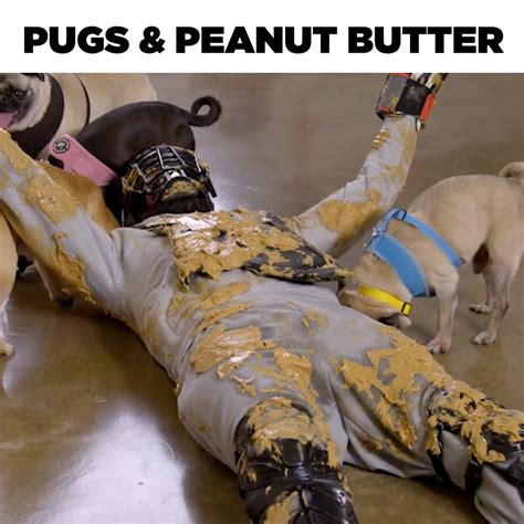 Peanut Butter And Puppy Party Puppy Peanut Butter Pugs A Good