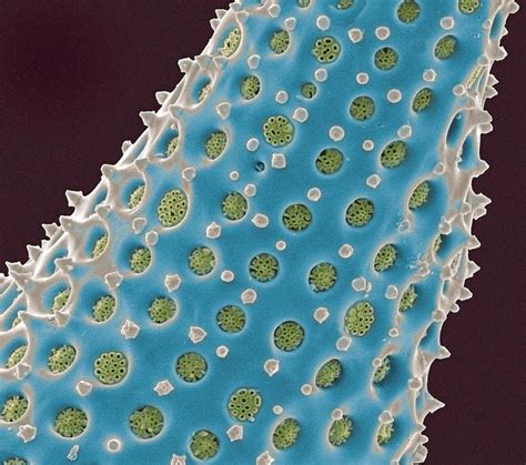 Diatom Shell Sem Photograph By Steve Gschmeissner Pixels