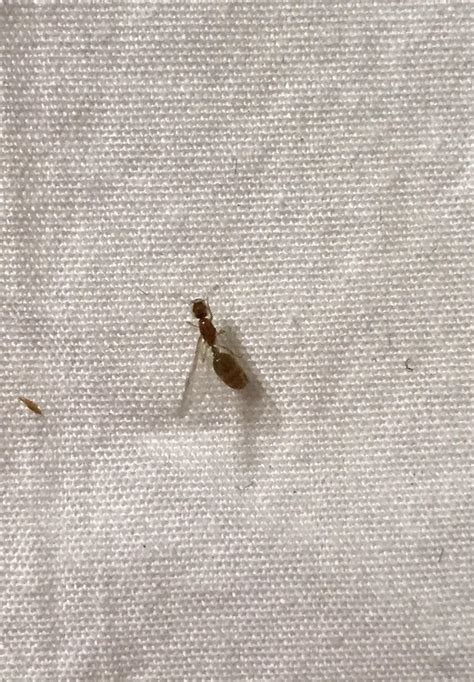 Small Winged Insects Came Into The House Last Night Any Ideas What