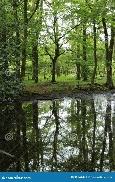 Forest In The English Countryside Stock Image Image Of Heart Tree