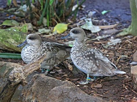 Pictures And Information On Marbled Teal