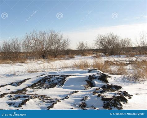 Winter Meadow Stock Photo Image Of Tree Scintillant 17986296