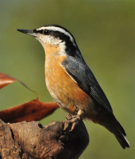 Red Breasted Nuthatch Visit North Iowa Features