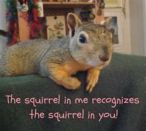 Pin By Michelle Cote On Things That Make Me Giggle Squirrel Funny