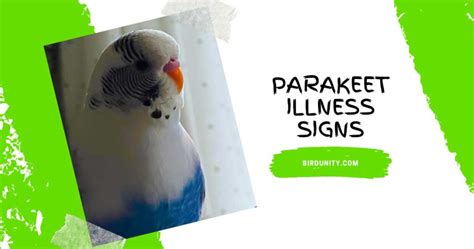 12 Parakeet Illness Signs What To Know And How To Help
