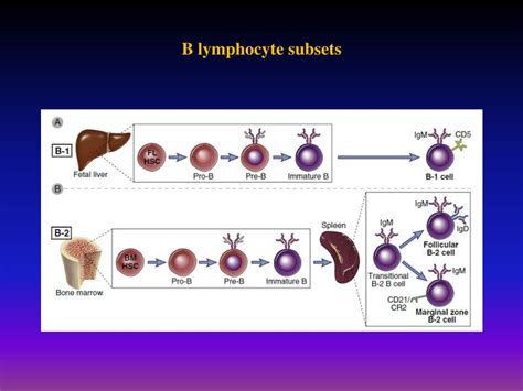 Ppt Lymphocyte Development And Antigen Receptor Gene Rearrangement