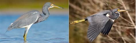 11 Types Of Herons Found In South Carolina Nature Blog Network