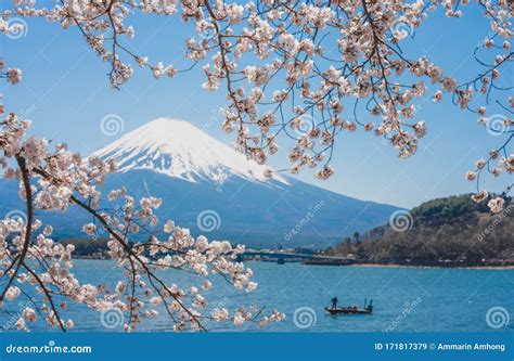 Kawaguchiko Lake Of Japanmount Fuji Cherry Blossoms Or Sakura Stock