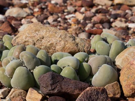 Cactus flesh is a vegetable food item from the reign of giants dlc. Muiria hortenseae (Mouse Head Mesemb) | Succulents, Cacti ...
