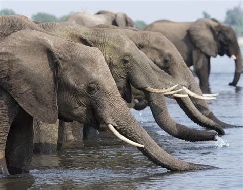 Missing Elephants Mystery Over 730000 Missing Animals In Africa