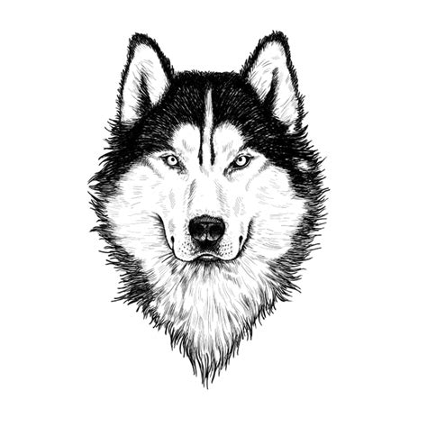How To Draw A Wolf Head A Guide That Makes Wolf Drawing Easy 2023