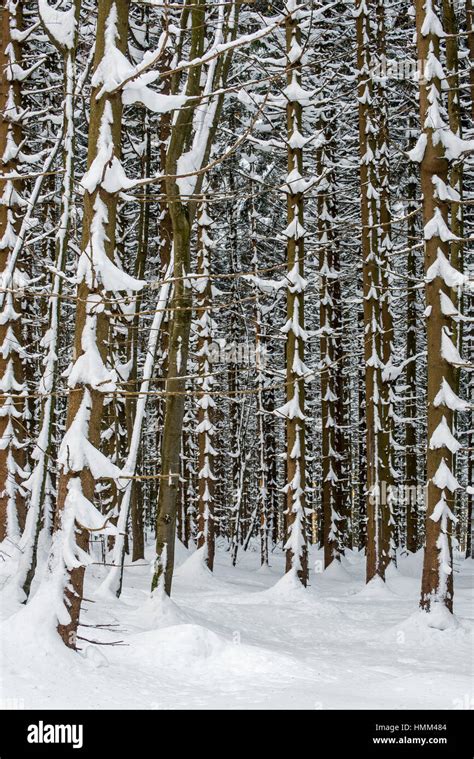 Norway Spruce Trees Picea Abies In Coniferous Forest Showing Trunks
