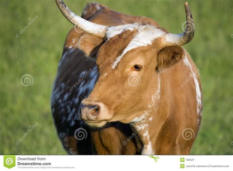 Cow With Horns Cow Cow Horns Horns