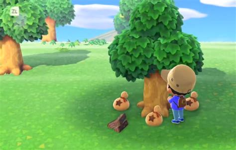 Public works projects (known by players as both projects and pwps) are a feature in new leaf and a continuation of the town decoration feature in animal forest e+. How To Plant Money Trees in Animal Crossing: New Horizons - DoraCheats