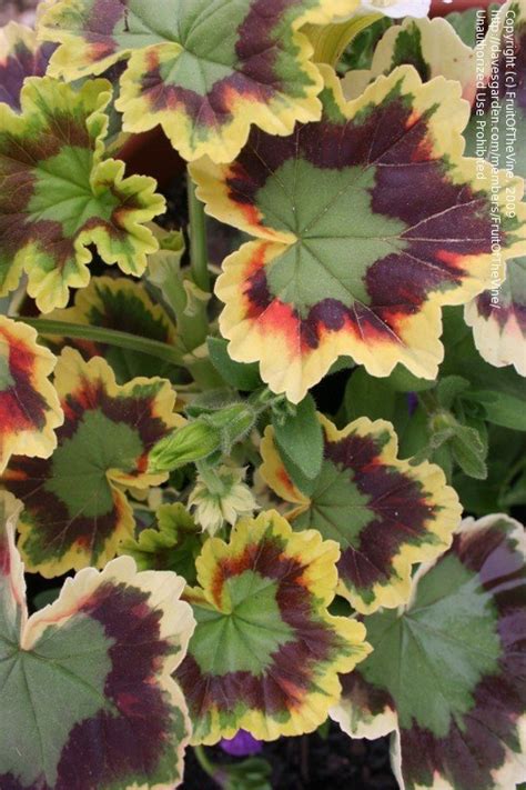 Plantfiles Pictures Three Colored Geranium Pelargonium Tricolor By