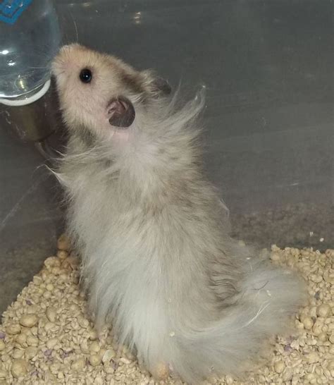 Longhaired Heterozygous Silver Gray Male Syrian Hamster Cute