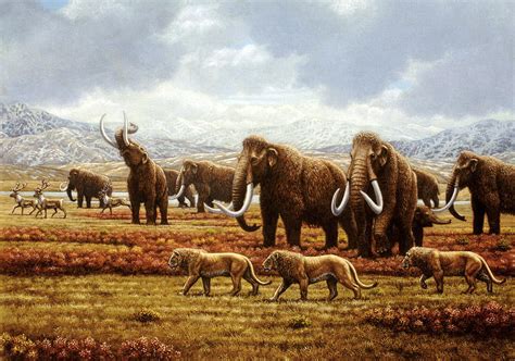 Woolly Mammoths Photograph By Mauricio Anton Pixels
