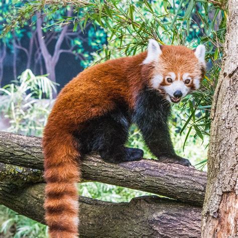 Roter Panda Ailurus Fulgens Foto And Bild Panda Zoo Himalaya Bilder