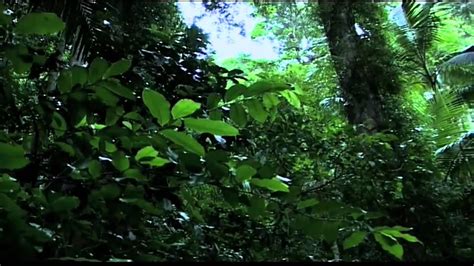 Tropical Rainforest Biome Youtube
