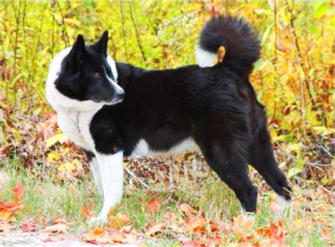 Some of these conditions are inherited, while others are caused by viruses; Karelian Bear Dog History, Personality, Appearance, Health ...