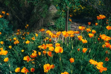 California Super Bloom San Diego Exploring Our World