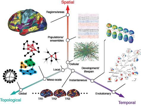 The Multi Scale Brain Brain Networks Are Organized Across Multiple