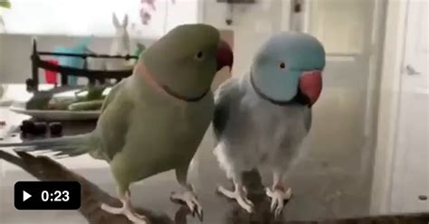 Parrot Conversation With Kisses 9gag