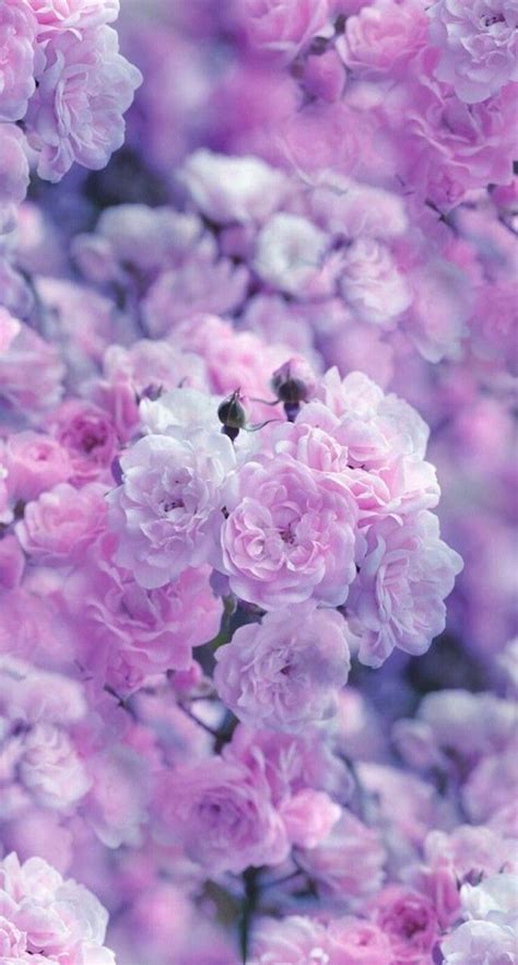 Pin By Barbaradunn On Happy Life Purple Flowers Wallpaper Nature