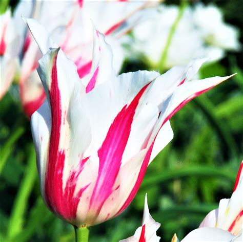 Tulips Planting Guide Easy To Grow Bulbs Easy To Grow Bulbs